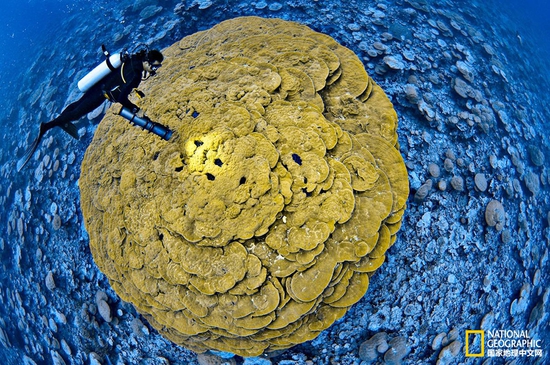 金曼礁國(guó)家紀(jì)念區(qū)，太平洋攝影：Brian Skerry，國(guó)家地理創(chuàng)意版