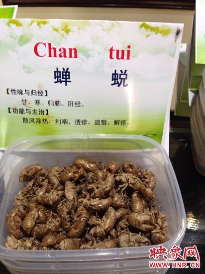你可能沒想到，這個知了幼蟲退下的皮還是一味藥，對嗎？
