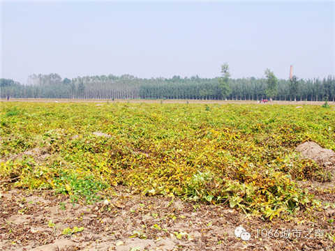 一望無際的山藥基地。據(jù)說，一季山藥后，土地需要五年才能恢復(fù)。