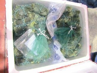  大陸進(jìn)口大閘蟹被檢出禁用的動物用藥，已全數(shù)銷毀。 圖片來源：臺灣《聯(lián)合報(bào)》