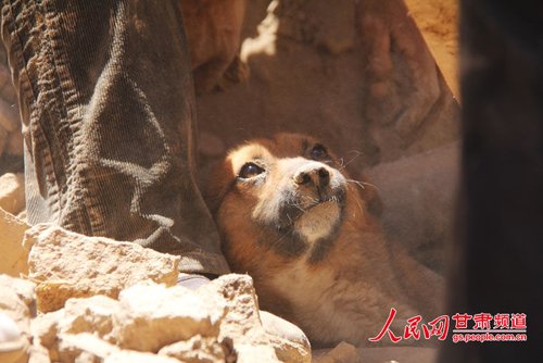 探出頭的小黃狗期待地看著救他的人。王生元/攝