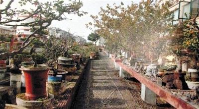 劉光嘉出示博物館內(nèi)部圖片中，擺放著各種盆景。