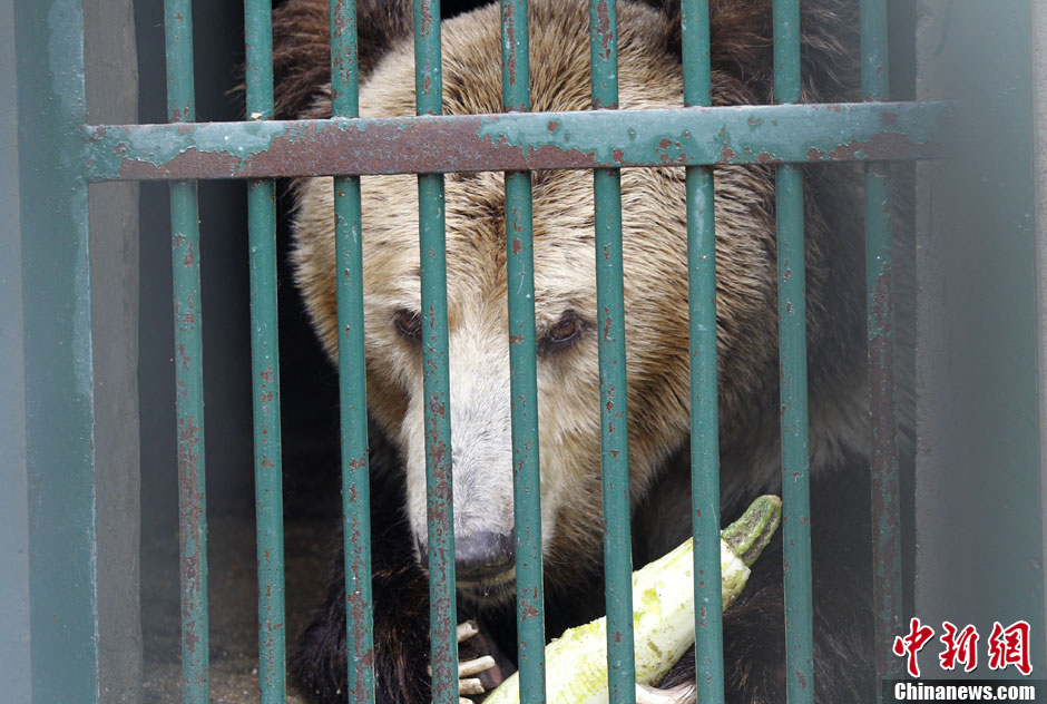 6月19日，河南鄭州，新密市動物園咬死飼養(yǎng)員的肇事棕熊被暫押在鄭州動物園內，該熊“臥室”周圍被三重鋼