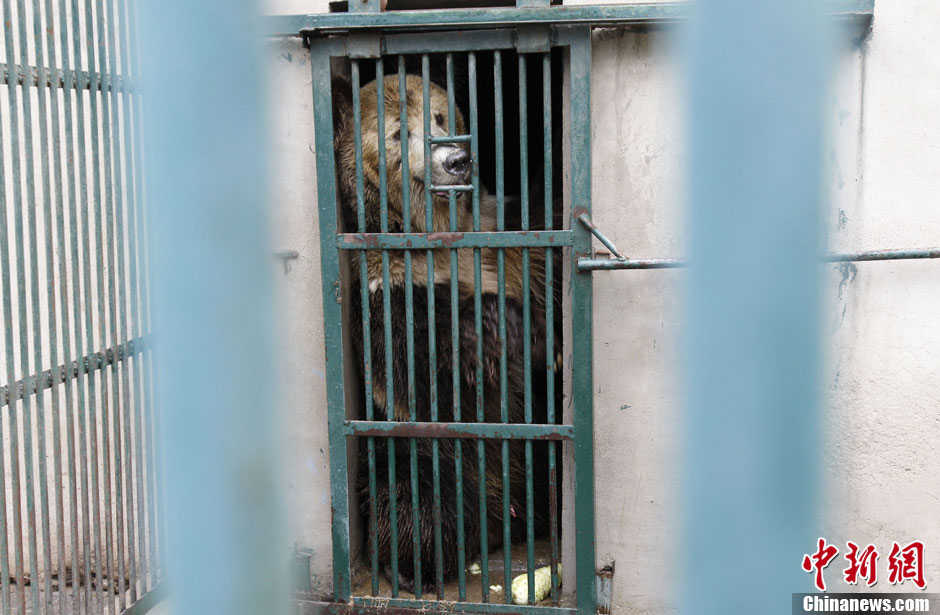 6月19日，河南鄭州，新密市動物園咬死飼養(yǎng)員的肇事棕熊被暫押在鄭州動物園內，該熊“臥室”周圍被三重鋼