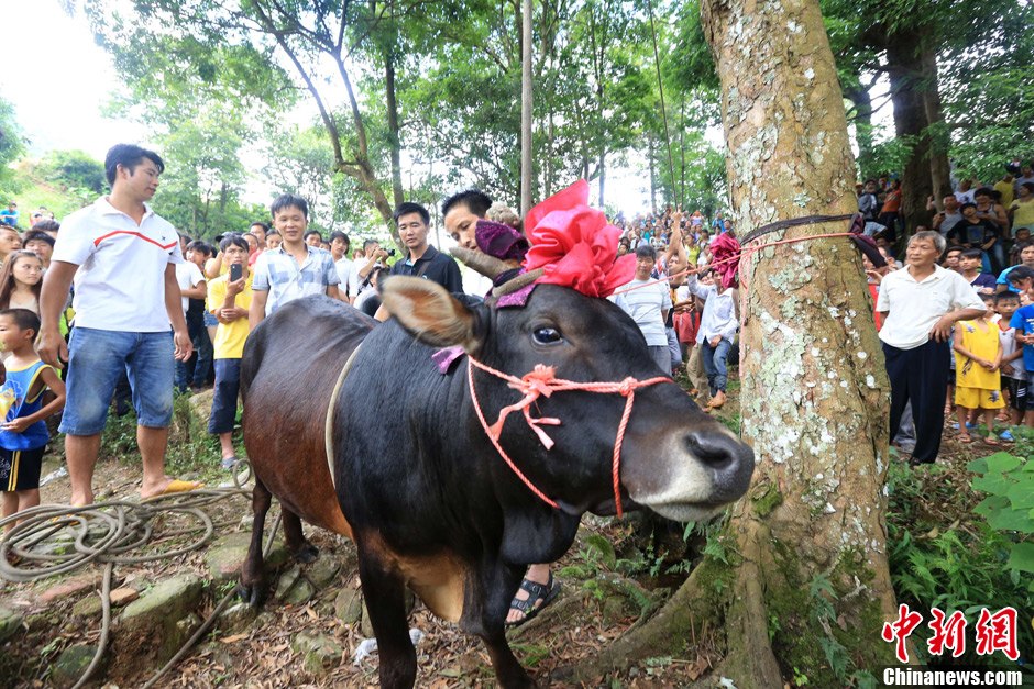 圖為村民給一頭黃牛頭戴上紅花準(zhǔn)備進(jìn)行“牽牛上樹”儀式。 譚凱興 攝