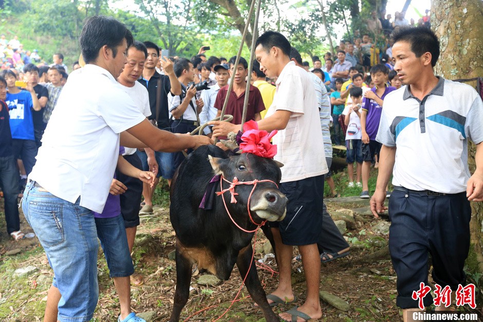 村民給黃牛套上繩索，準(zhǔn)備進(jìn)行儀式。 譚凱興 攝