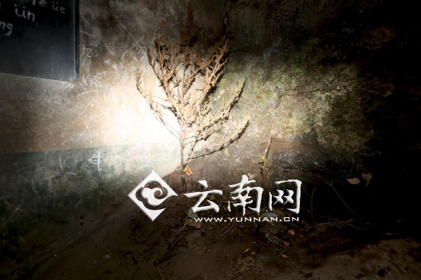 　教室里沒有燈，光線太暗，村民便種下了野蘇麻，希望教室有綠色，讓孩子們看到“希望”。 徐弘毅 攝