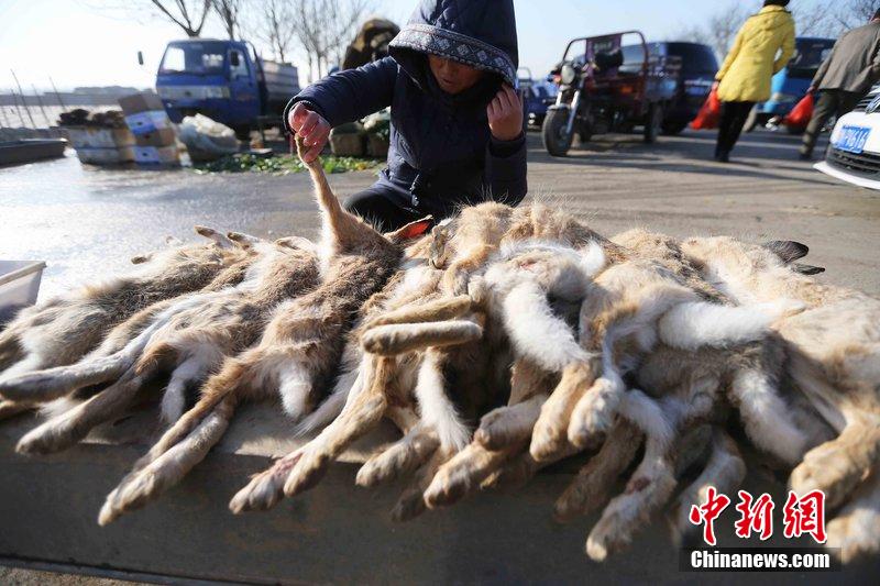 圖為12月14日，104國(guó)道靜海縣城附近，家養(yǎng)的大雁和野鴨被擺在一起售賣。田寶希 攝 圖片來(lái)源：CF