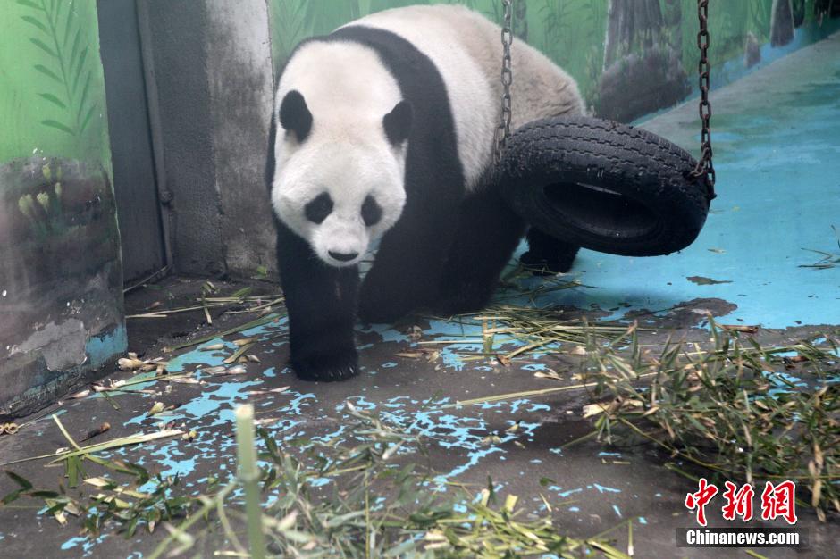 　3月17日，河南鄭州動(dòng)物園內(nèi)的大熊貓“龍昇”。