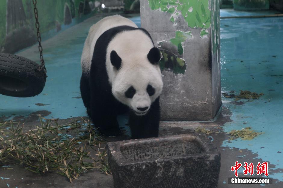3月17日，河南鄭州動(dòng)物園內(nèi)的大熊貓“龍昇”。