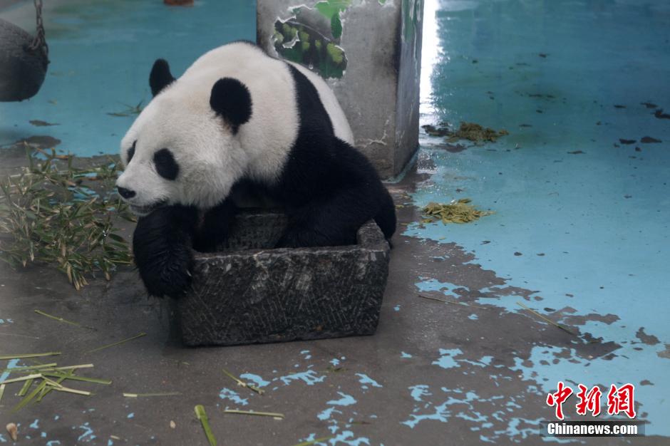 3月17日，河南鄭州動(dòng)物園內(nèi)的大熊貓“龍昇”。