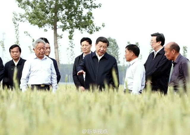 習(xí)近平走進(jìn)糧田,看麥穗灌漿,問農(nóng)田建設(shè)。