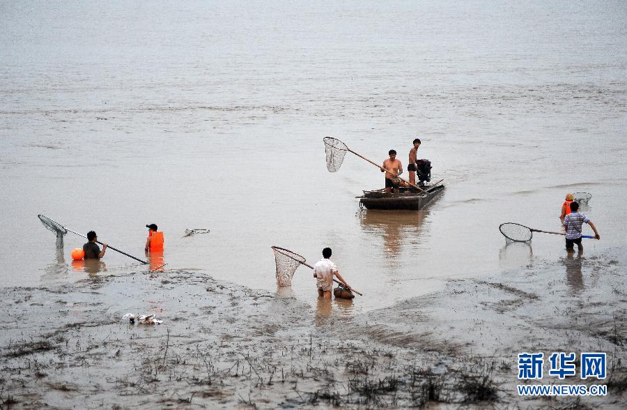 7月6日,在山西省平陸縣黃河河道內(nèi),人們在捕撈黃河“流魚”。