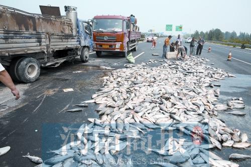 貨車(chē)翻,魚(yú)滿地。