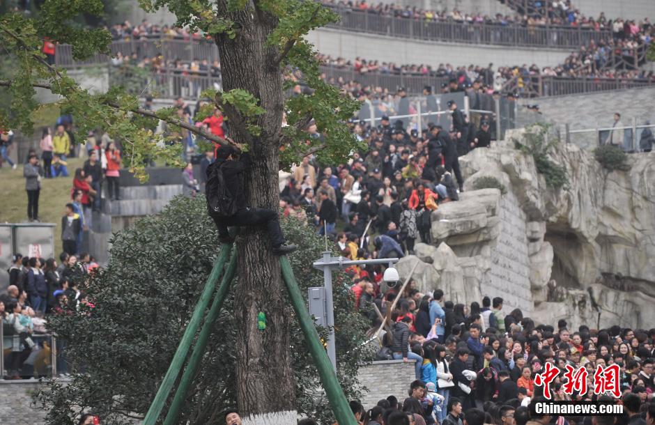 重慶一市民為占據(jù)有利位置，爬上銀杏樹觀看自己喜歡的明星。