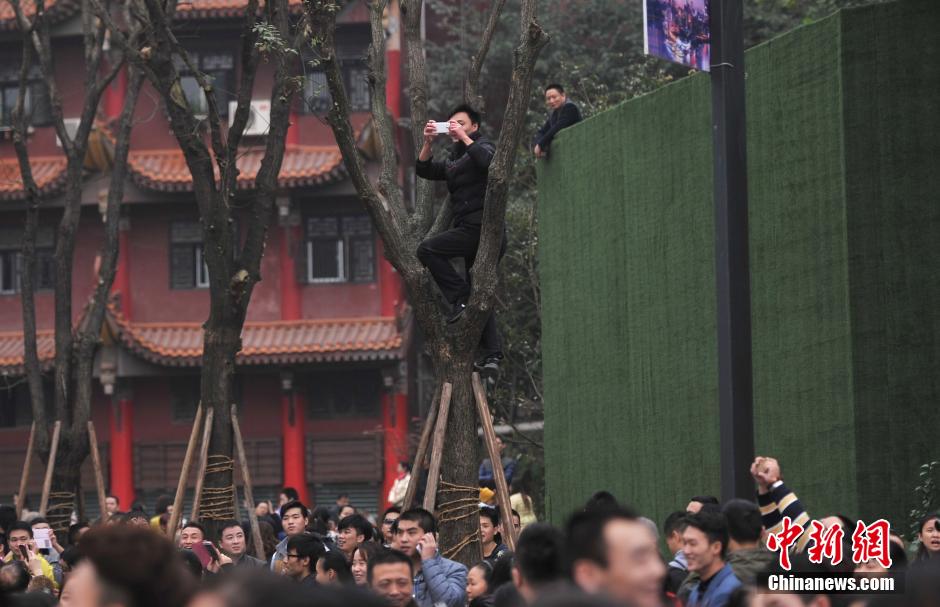 重慶一市民為占據(jù)有利位置，爬上銀杏樹觀看自己喜歡的明星。