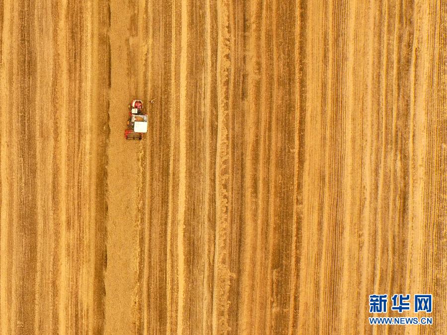 這是5月28日在河南省南陽市唐河縣甘河灣村航拍的麥?zhǔn)宅F(xiàn)場。