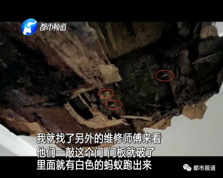 蟻族大軍入侵！十幾萬裝修的新家被“吃掉”