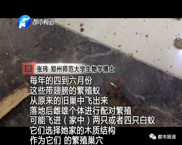 蟻族大軍入侵！十幾萬裝修的新家被“吃掉”
