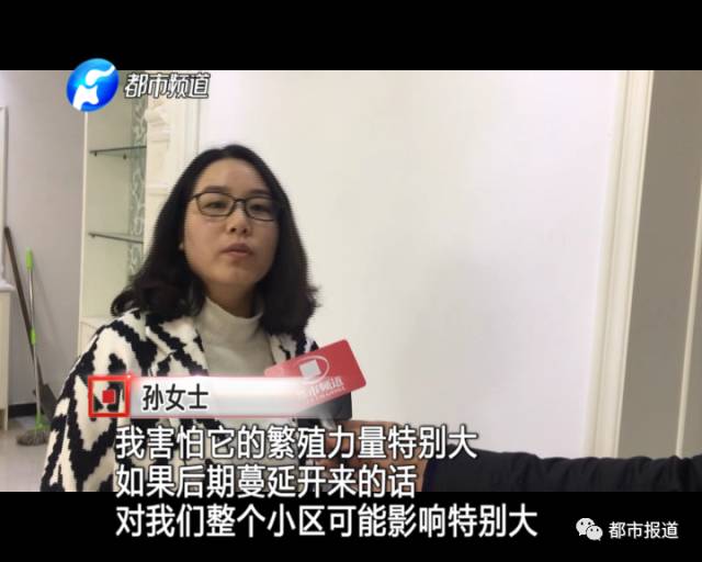 蟻族大軍入侵！十幾萬裝修的新家被“吃掉”