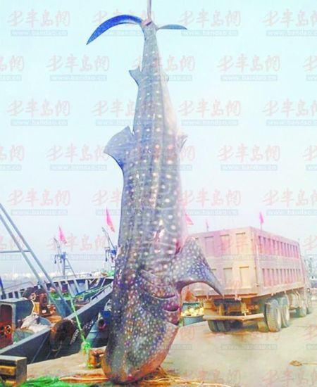 9月8日，日照漁民捕獲的重達(dá)10余噸的鯨鯊。(照片來自大眾網(wǎng))