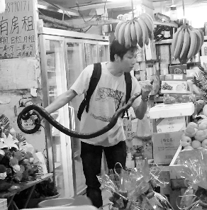 捕蛇專家張亮抓住眼鏡王蛇。信息時(shí)報(bào)記者 康健 翻拍