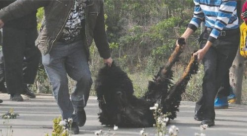 雙流鳳凰村兩只巨型藏獒襲擊村民，民警用手槍將其當場擊斃