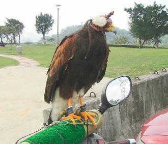 闖禍的老鷹則被主人戴上頭套，以鐵鏈鎖在摩托車(chē)的車(chē)頭上“罰站”/臺(tái)灣《聯(lián)合報(bào)》圖