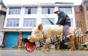 蔣大爺騎著他的種豬出門，回頭率很高。