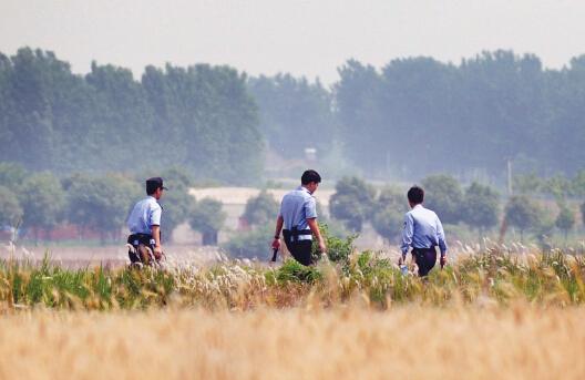 昨日上午，合肥長豐縣雙墩鎮(zhèn)，民警分成小隊在案發(fā)村莊附近麥田搜捕嫌犯。記者劉玉才/攝