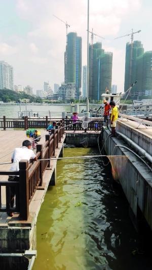 一群人正在打撈放生的龜、魚(yú)等。信息時(shí)報(bào)記者 陳文杰 攝