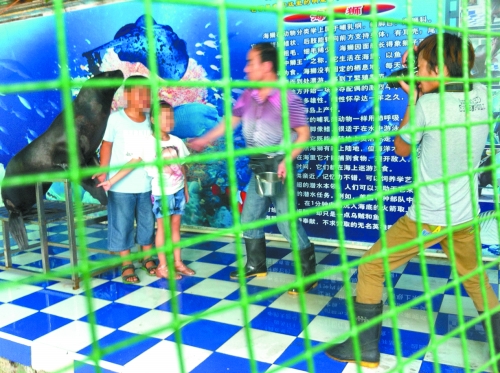 海獅就這樣被飼養(yǎng)員和攝影師擺弄，稍不聽話就會遭到毒打。