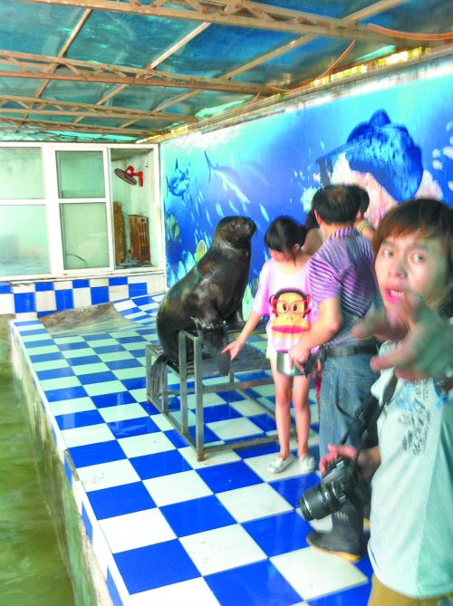 海獅館內(nèi)的攝影師警惕性很高,禁止記者拍照。