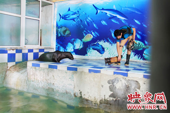 圖為飼養(yǎng)員和海獅。