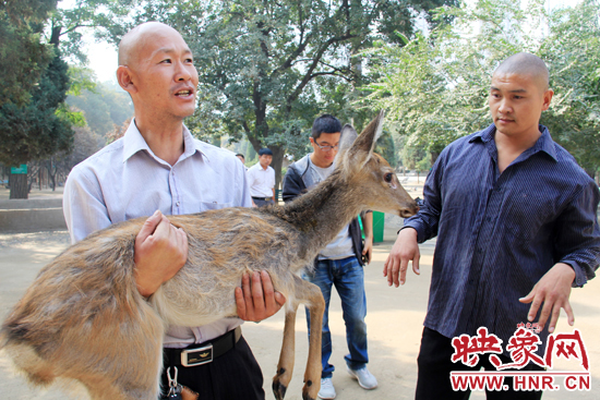 失主宋先生將“愛鹿”抱回家,并表示待小鹿傷情痊愈后,將其送到動物園,供市民觀賞。