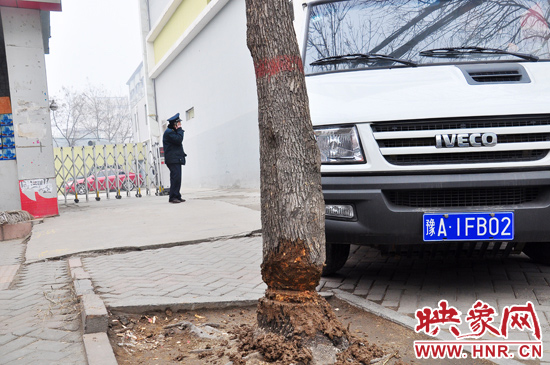 據(jù)了解，這棵樹在一家名叫“蝸牛之家”賓館專用停車場的出口處的南側(cè)，與北側(cè)的另外一棵白蠟樹有三四米的距
