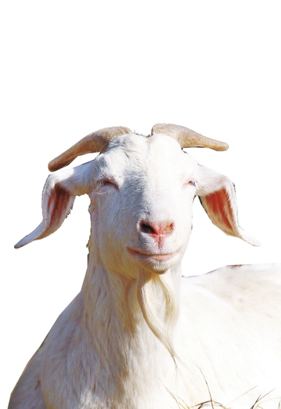 奶山羊,這種羊?yàn)楸就辽窖?，以產(chǎn)奶為主，產(chǎn)奶量高。具有“頭長(zhǎng)、頸長(zhǎng)、體長(zhǎng)、腿長(zhǎng)”的特征，俗稱(chēng)“四長(zhǎng)羊”