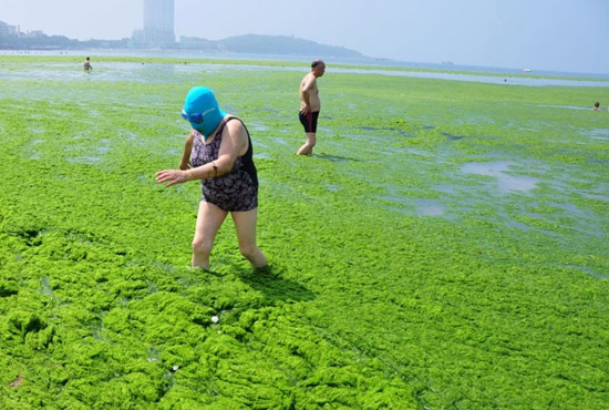 2013年7月3日，山東青島青島高溫來(lái)襲，“青島大媽”不懼滸苔，戴著“強(qiáng)盜面具”出現(xiàn)在海水浴場(chǎng)消暑降