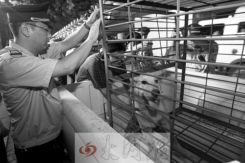相關(guān)部門將加強(qiáng)管理，今年12月起烈性犬一律沒收。 （資料圖）