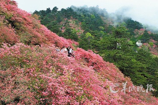 　　湖北麻城龜峰山10萬畝連片野生杜鵑。