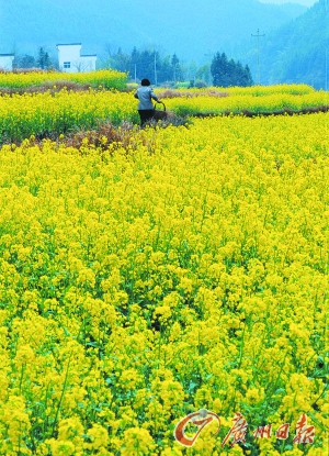 　　江嶺的油菜花已經(jīng)盛開。