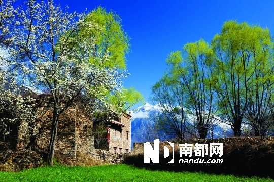 　　三月里,川西北的梨花盛放,寨子、碉樓、梨花……構(gòu)成最美的丹巴風(fēng)光。