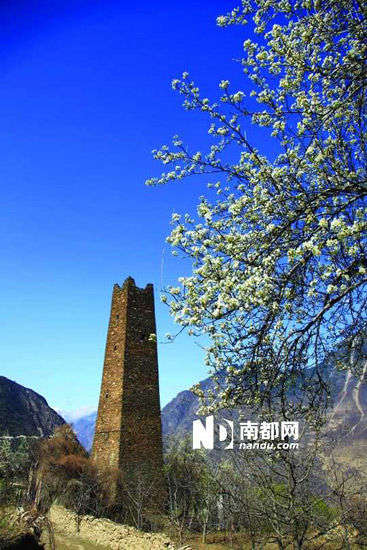　　丹巴的碉樓與梨花互相輝映。