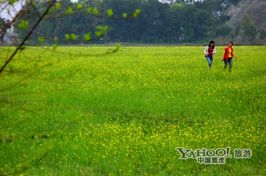 　　英德國家森林公園是廣東唯一的油菜花主題旅游景區(qū)。(圖片來源:CFP)