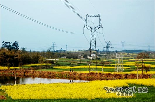 　　三月是川西平原油菜花盛開的季節(jié)。(圖片來源:CFP)