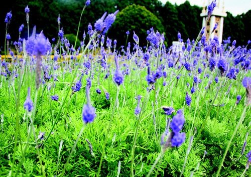 　　日月潭九族文化村內(nèi)水沙連歐洲花園園區(qū)內(nèi)數(shù)十萬株熏衣草,已開得美不勝收,令游客陶醉。