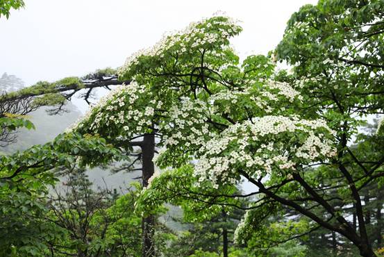 四照花開(kāi)滿樹(shù),賞花正當(dāng)時(shí)
