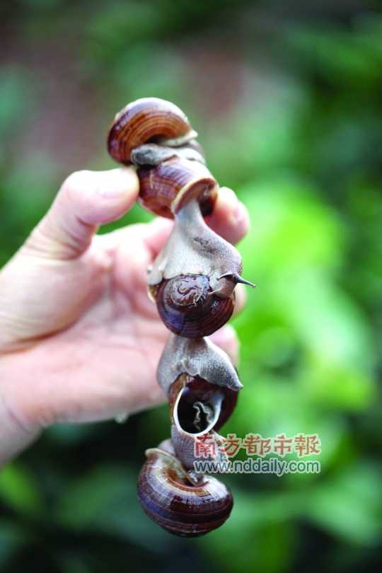 廣西的野生蝸牛追求原汁原味，做法也非常精簡(jiǎn)。