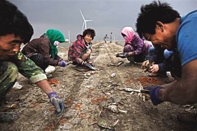 大雨將至，渤海邊的蟹池旁，蟹農(nóng)們不慌不忙地收綁梭子蟹。