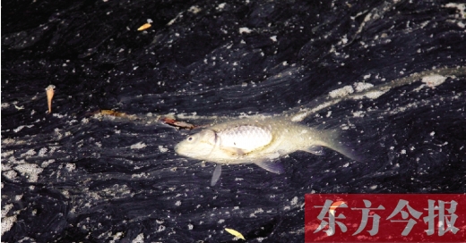 五月九日，鄭州帝湖，漂在黑色的湖面上的死魚